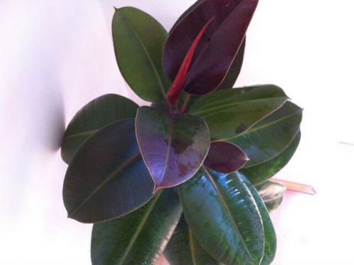 Фикус каучуконосный: сорта, уход, размножение