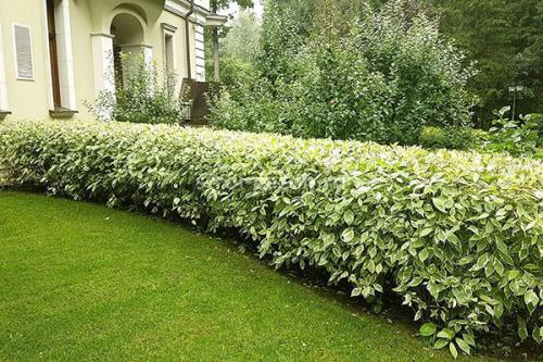 Пестролистные кустарники. Как вырастить дерен пестролистный на дачном участке