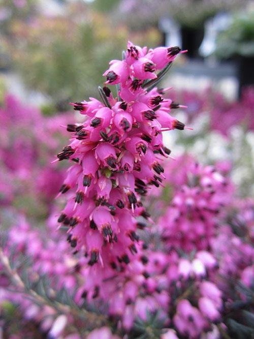 Эрика вереск Посадка и уход в. Растение эрика: посадка и уход в мельчайших подробностях