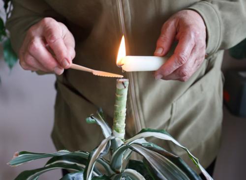 Как обрезать драцену душистую. Драцена: как обрезать ствол