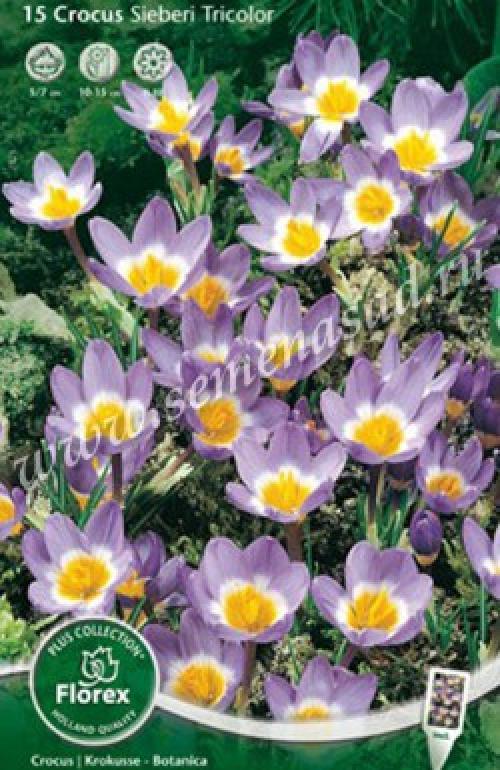 Крокус Зибера Триколор. Крокус Сайбери Триколор