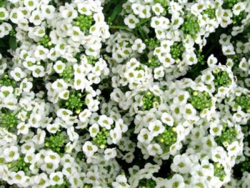 Лобулярия морская. Сорта и виды