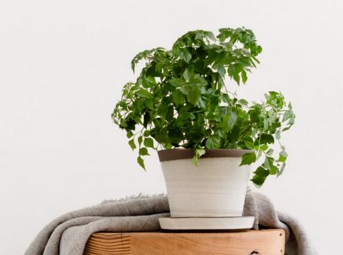 Радермахера синика. Радермахера