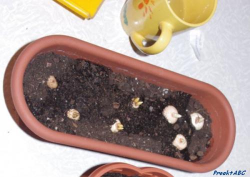 Как вырастить крокусы из семян дома. Крокусы - посадка и уход