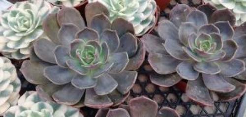 Эхеверия Черный принц уход в домашних. Уход за эхеверией в домашних условиях. Подробно