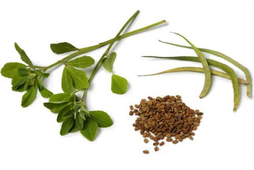 Малораспространенные овощные культуры. Пажитник сенной