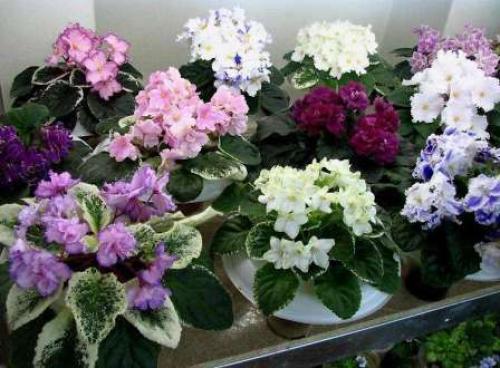 Комнатные цветы — иллюстрированные названия популярных разновидностей