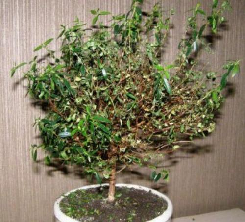 Почему сохнет мирт и сбрасывает листья. Мирт: сохнут листья