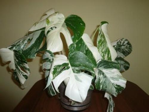 Формирование монстеры. Комнатная пышная монстера – уход и особенности растения