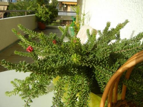 Гревиллея можжевеловая. Гревиллея