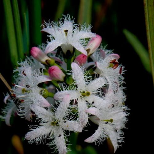 Вахта трехлистная выращивание. Ботаническая характеристика растения вахта трехлистная