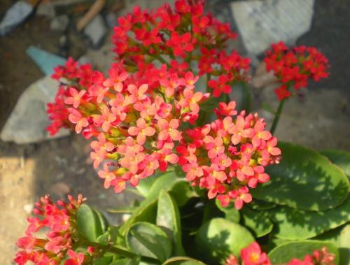 Комнатные растение каланхоэ Блоссфельда. Уход за каланхоэ Блоссфельда в домашних условиях