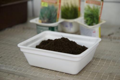 Ожика снежно-белая ЛЮЦИУС. Посев декоративных злаков (Ситник, Ожика, Булавоносец)