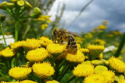 Пижма это культурное растение. Пижма - велесова трава: полезная и декоративная