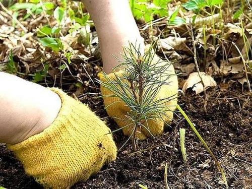 Горные сосны пересадка осенью. Вынужденная пересадка