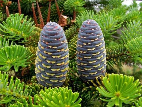 Ель корейская посадка. Пихта корейская — посадка и уход