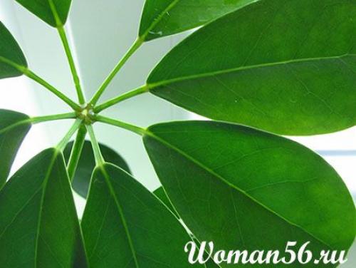 Циркон для шефлеры. Цветок Шефлера. Виды