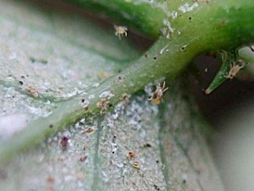 Чернеют листья у гортензии садовой. Борьба с вредителями