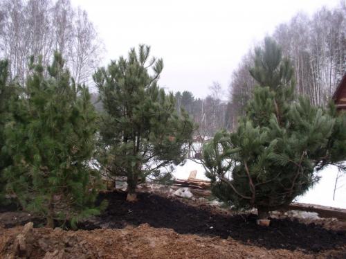 Почему желтеет кедр. Почему желтеет хвоя