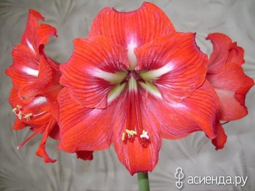 Как разбудить гиппеаструм. «Проснулся от спячки» гиппеаструм и растет «не по дням, а по часам»