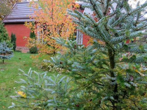 Abies koreana. Агротехника выращивания и лучшие сорта пихты корейской