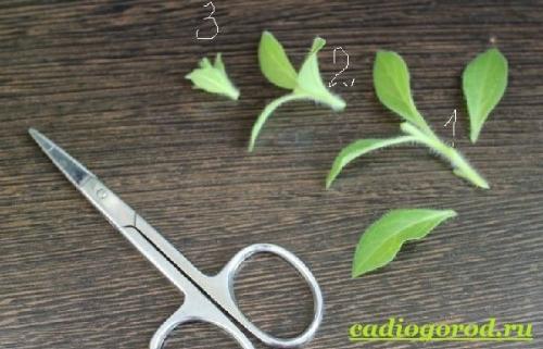 Калибрахоа желтая. Калибрахоа цветок. Описание, особенности, виды и уход за калибрахоа