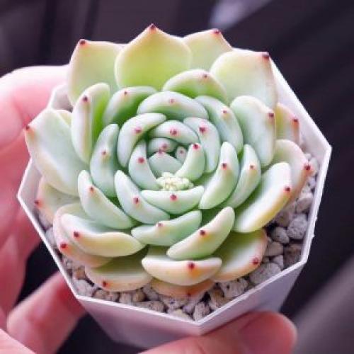 Эхеверия Черный принц уход в домашних. Уход за эхеверией в домашних условиях. Подробно