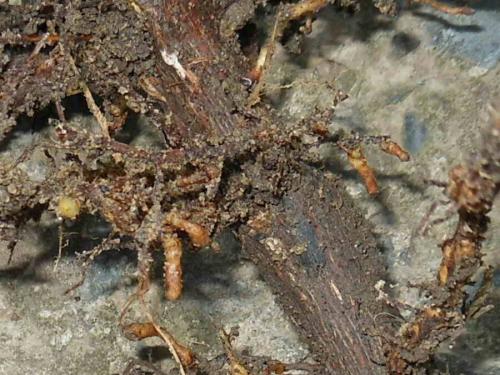 У Пихты засохла верхушка. Пожелтела пихта: причины и лечение, профилактика