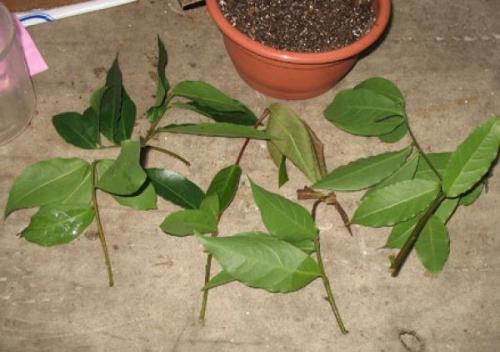 Как вырастить лавр на даче. Способы посадки лавра на даче