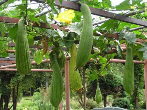 Редкие огородные культуры. Какие редкие овощи посадить на огороде?