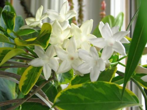 Как заставить цветок эухарис и стефанотис цвести. Описание растения