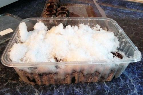 Ратибида в цветнике. Необыкновенная ратибида колоновидная на дачном участке