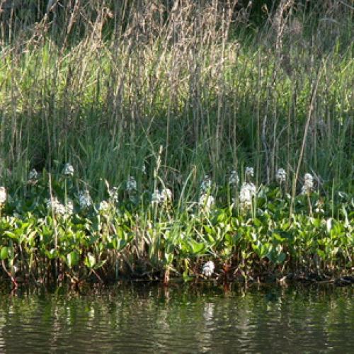 Вахта трехлистная выращивание. Ботаническая характеристика растения вахта трехлистная