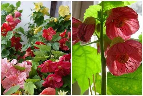 Абутилон: виды растения, правила выращивания и ухода