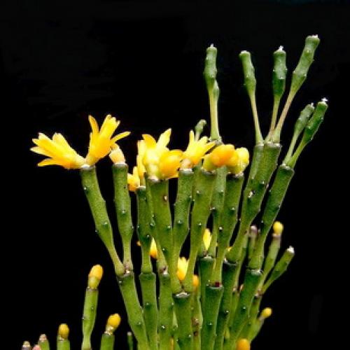 Хатиора розовая. Виды хатиоры и фото комнатного цветка в период цветения