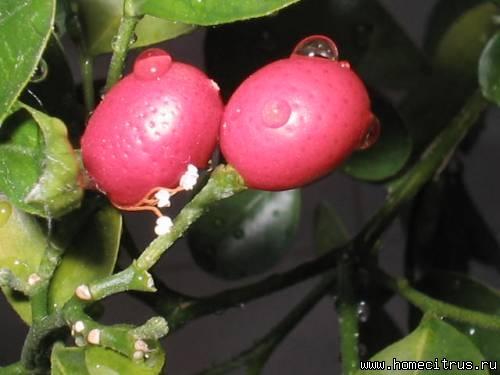 Мурайя экзотика. #1 Jah