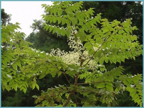 Аралия польза и вред. Чудодейственная аралия маньчжурская: применение с пользой для организма