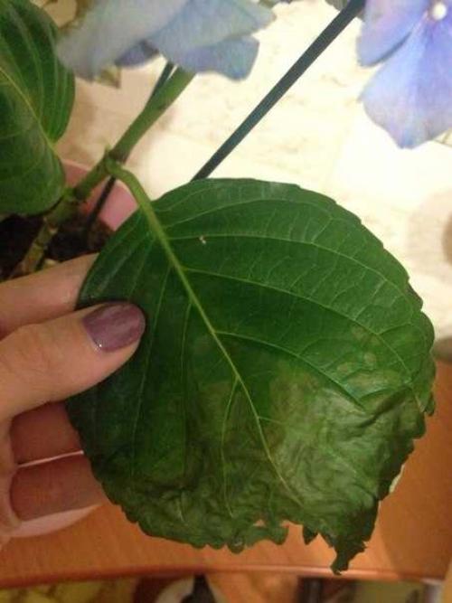 Чернеют листья у комнатной гортензии. Почему у гортензии сохнут и опадают листья? Другие болезни гортензии