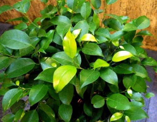 Растет ли фикус в тени. Фикус в доме – к богатству!