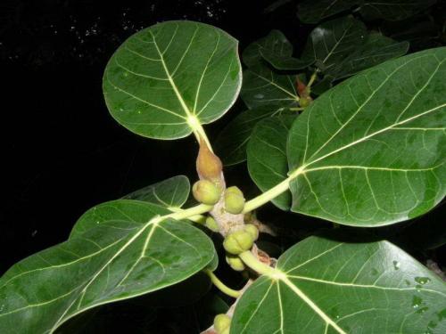 Фикус бенгальский. Ботаническое описание