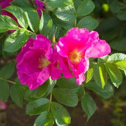 Шиповник морщинистый кустарник. Шиповник садовый морщинистый: фото и описание сортов