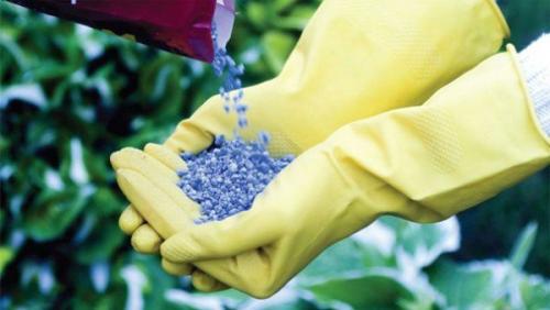 Чем подкормить лилейник осенью. Особенности ухода за лилейниками осенью