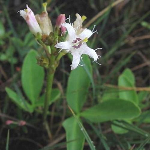 Вахта трехлистная выращивание. Ботаническая характеристика растения вахта трехлистная