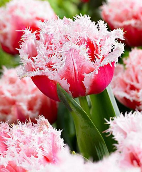 Тюльпаны семейка. Тюльпан многоцветковый: описание сортов, посадка и уход