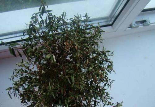 Миртовое дерево сохнут листья. Что делать, если засохло миртовое дерево?