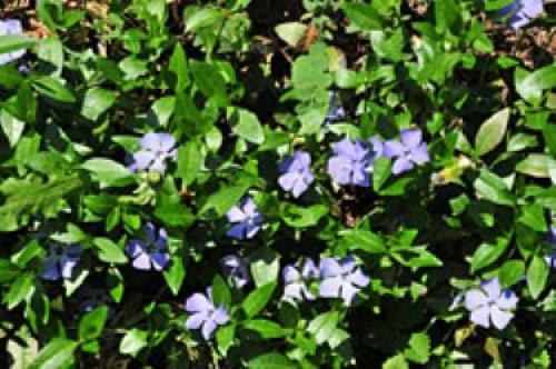 Барвинок зимостойкость. Барвинок