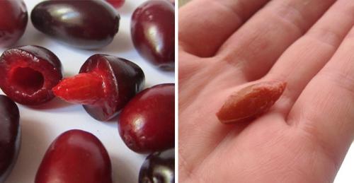 Кизил выращивание. Размножение семенами