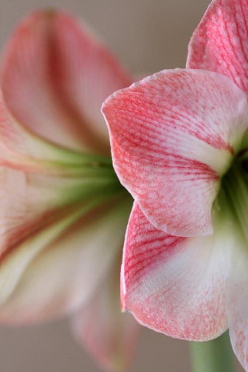 Пробуждение гиппеаструма. Обманите гиппеаструм!