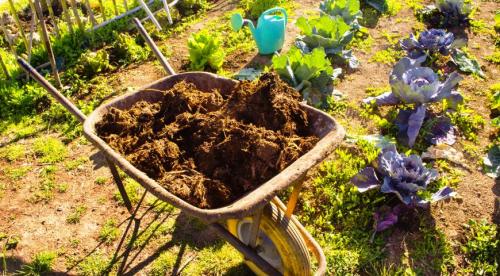 Как определить качество навоза. Виды свиного навоза