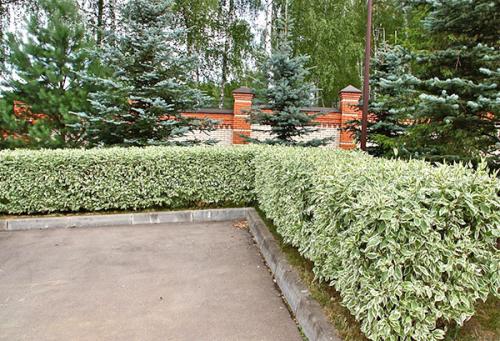 Пестролистные кустарники. Как вырастить дерен пестролистный на дачном участке